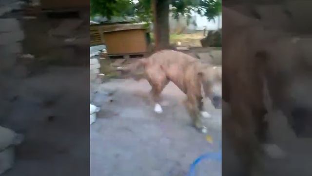 Как спастись от бешеного стаффа Собака против воздуха "свежее дыхание" смотреть онлайн