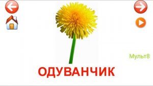 Учебные Карточки для детей #Домана Цветы на канале #Мульт8