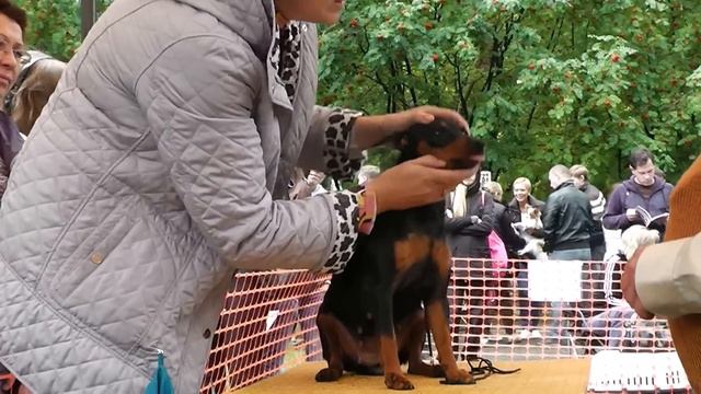 Цвергпинчеры Урала / 10