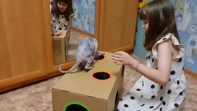 Делаем игровую коробку для кошек. Развлечение для кошек.
