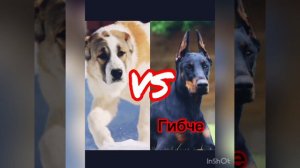 Алабай против Добермана!КТО СИЛЬНЕЙ?