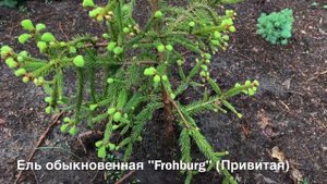 ПРИРОСТЫ РАДУЮТ! САЖЕНЦЫ ЕЛЕЙ: GLAUCA GLOBOSA, FROHBURG, ACROCONA. ПОСАДКИ 1-2 МЕС. НАЗАД )