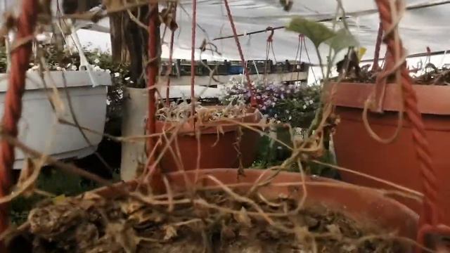 ТУНБЕРГИЯ, эксперимент продолжается. 🧪Февраль! смотреть онлайн