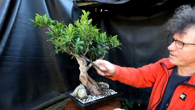 Tiger Bark Ficus Styling, Part 2, The Bonsai Zone, Sept 2021 смотреть онлайн