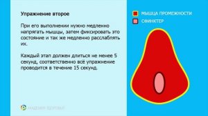 Упражнение Кегеля Для Мужчин  Тренировка мышц промежности