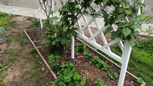 ежевика Бжезина на бутонах, сколько нужно места на 1 куст