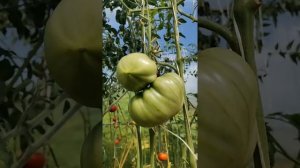 Томат Армянский