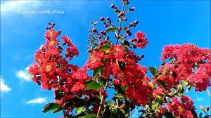 CREPE MYRTLE l Colorful Summer Flowers l Serenity with Maia