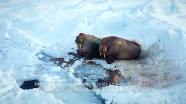 Бронированные смотреть онлайн