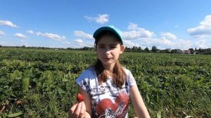 Собираем клубнику сами на клубничном поле - семейный досуг