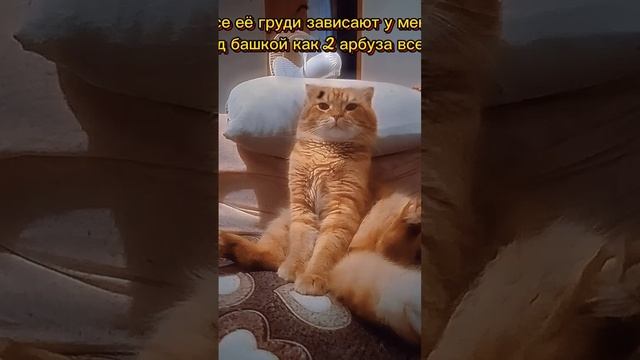 СОСЕДКА#Приколы#Кот#Юмор#Собака#Смехдослез#Prikoly#Kot#Yumor#Sobaka#Smekhdoslez
