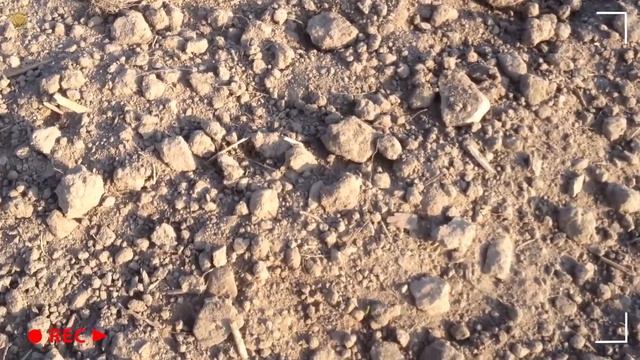 ВОТ ТАК УДАЧА!!! Две РЕДКИЕ монеты за один коп с Деусом на охотничьей поляне смотреть онлайн