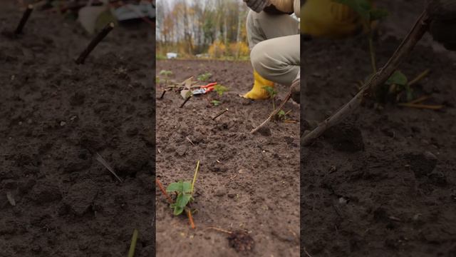 Черенкование красной и черной смородины, крыжовника, розы, пузыреплодника