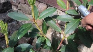 ОБРЕЗКА РОДОДЕНДРОНОВ В МАЕ-