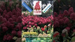 Оптом гортензии новинки 2023 Bonfire, Pixio, Pistachio, Framboisine от питомник-гортензий.рф