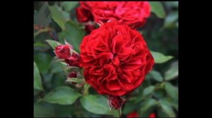 Алан Сушон роза, поющая ароматами