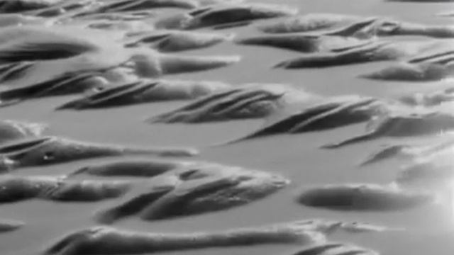 Человек кусает собаку - Повседневность смотреть онлайн