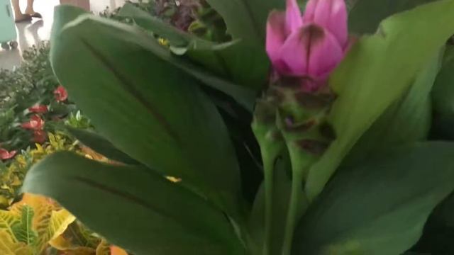 Комнатные растения / Зелёный уголок / Цветочные композиции смотреть онлайн