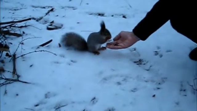 утро кусково белки смотреть онлайн