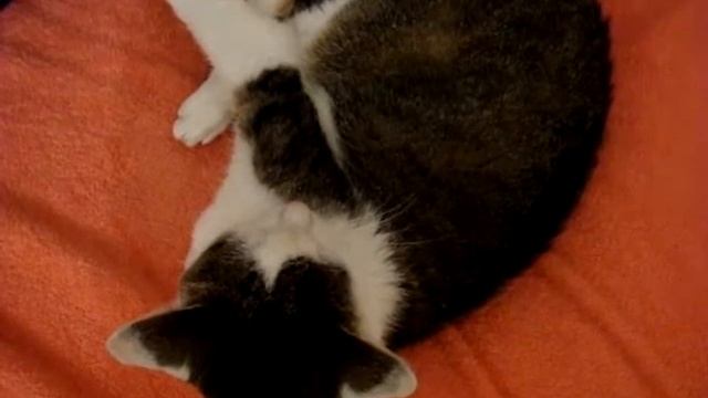 Мужские носки: а некоторым нравится ))) смотреть онлайн