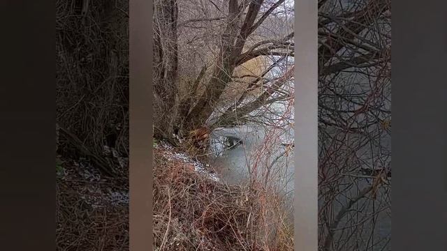 Столовая для птиц смотреть онлайн