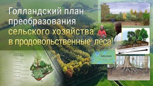 Голландский план преобразования сельского хозяйства в продовольственные леса!