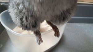 Малышка, Шуша.