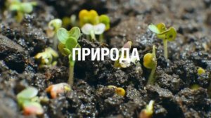 Но теперь на нашей стороне - технологии, опыт, наука, природа - Bionovatic