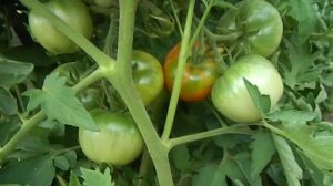 Томат Бархатный сезон.