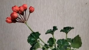 Лучшие сортовые пеларгонии. Тюльпановидная пеларгония ,карлик  тюльпанка Conny. Про ее 6 достоинств