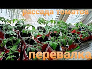 Перевалка томатов Как сделать Рассада будет сильной с  хорошей корневой