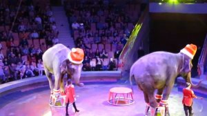 Цирк "Togni" - 10