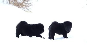 Смуфы (короткошерстные чау чау)