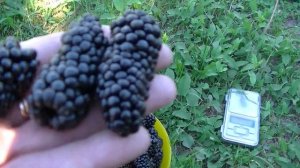 Ежевика сорта Карака Блек. Урожай.