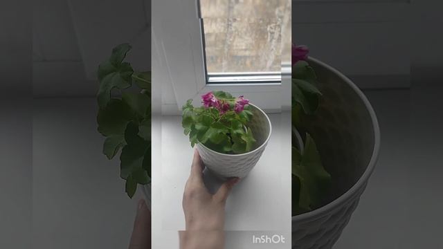 Плющелистная пеларгония Тесс Влада. Новинка в моей коллекции