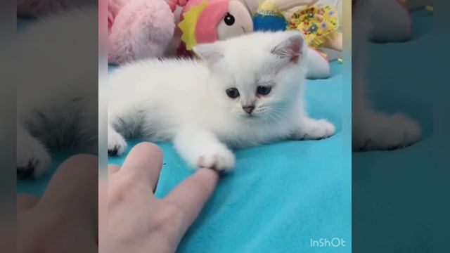 Шиншилла поинт , Британская короткошерстная
