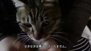 Конъюнктивит у кошек