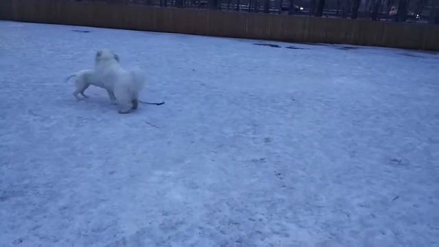 Самоед игра без правил) смотреть онлайн