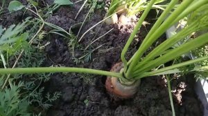 Отличная морковь Канада