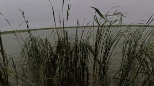 Охота на уток с лодки с Дойч Дратхааром