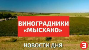 Закладка виноградников под Новороссийском компанией "Мысхако"