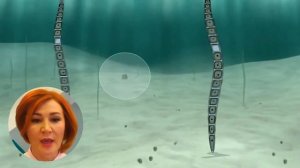 Биология. Водоросли. Улотрикс