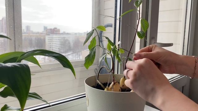 КАК ВЫРАСТИТЬ АВОКАДО | авокадо из косточки, композиция из авокадо, avocado смотреть онлайн