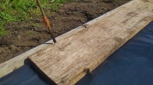 Как вырастить саженцы винограда из чубуков? Виноградная школка.