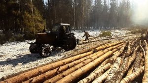 Доход упал, с чем это связанно? МТЗ Трелюет деревья! Работа в лесу!