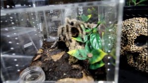 Moving a chromatus and a Curly #tarantulas #inverts #rehousing