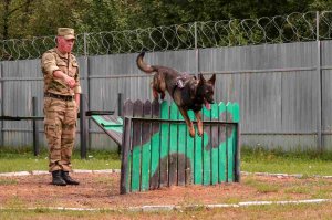 Кинологи Росгвардии приняли участие в тактико-специальных занятиях под Петербургом