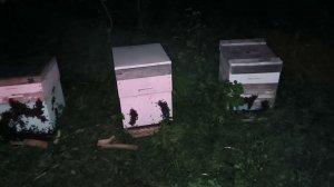 Первая кочевка пасеки! Едем на эспарцет