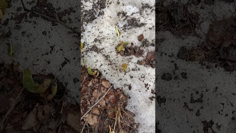 Ирисы в марте #spring #flower #garden #snow #gardening #nature