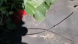 Вкусный сорт клубники Акварель